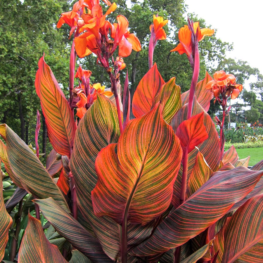 Canna Tropicanna® Bulb