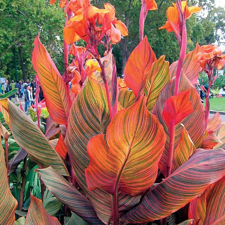Canna Tropicanna® Bulb