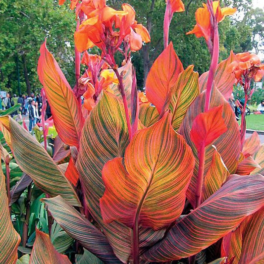 Canna Tropicanna® Bulb