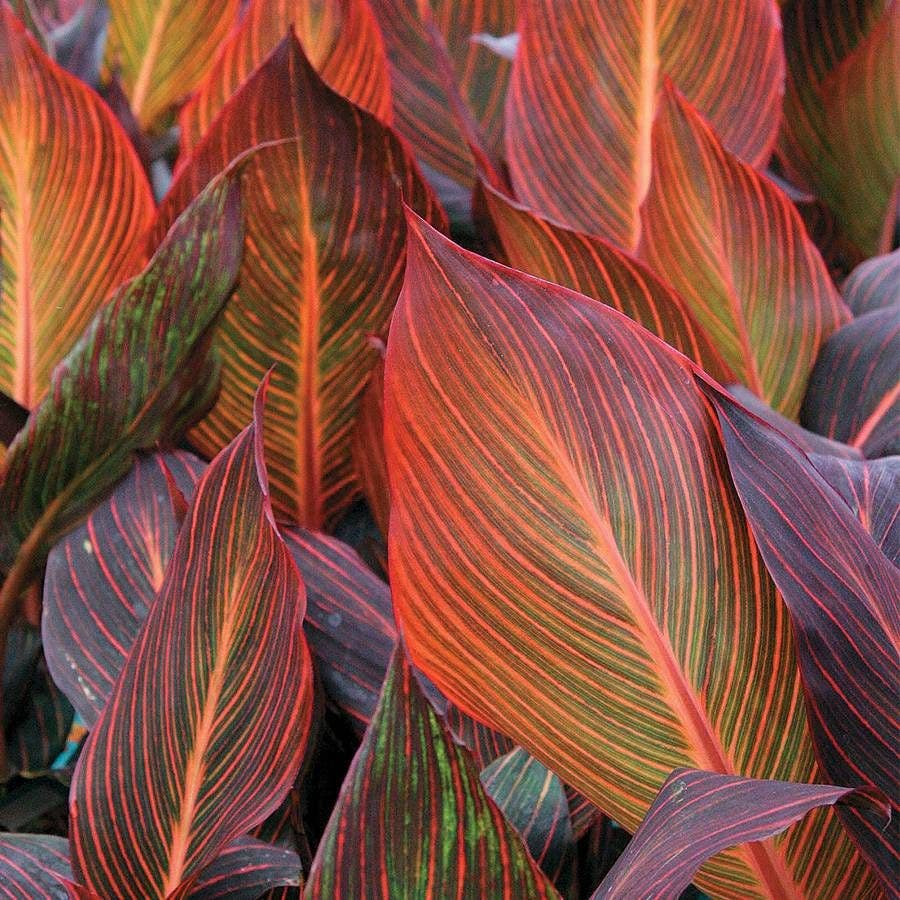 Canna Tropicanna® Bulb