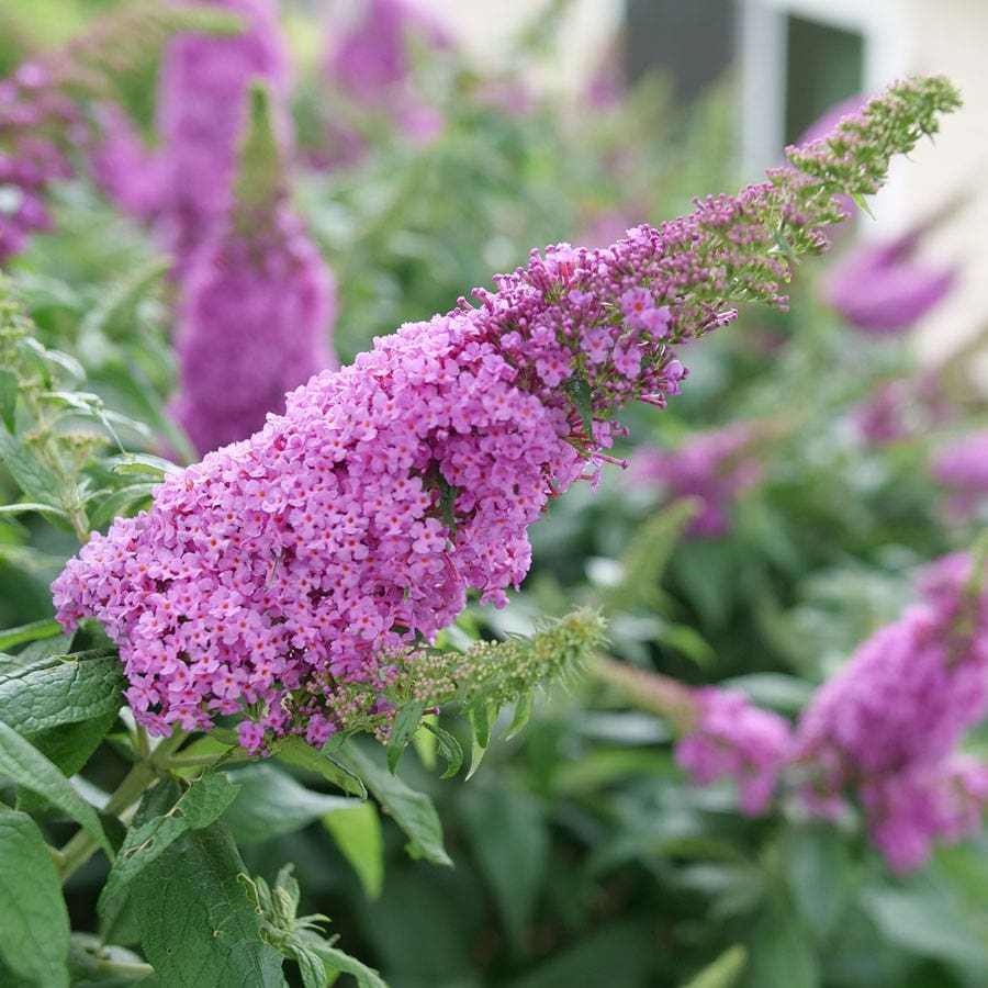 Buddleia Pugster Pinker™ Butterfly Bush