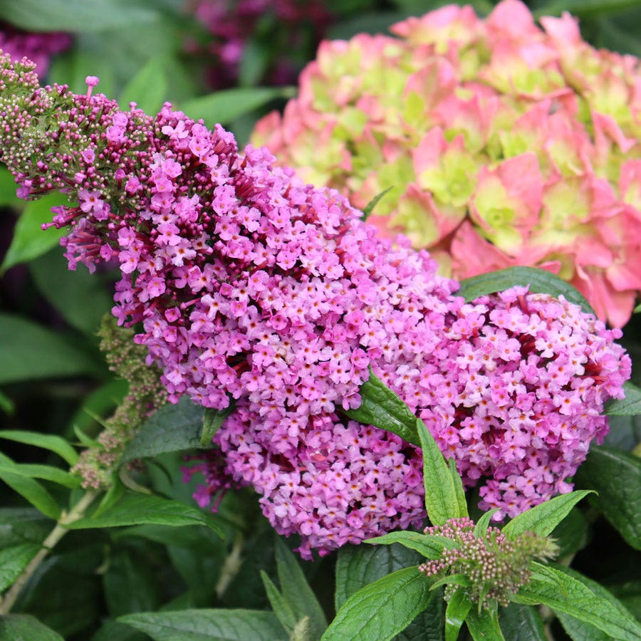 Buddleia Pugster Pinker™ Butterfly Bush