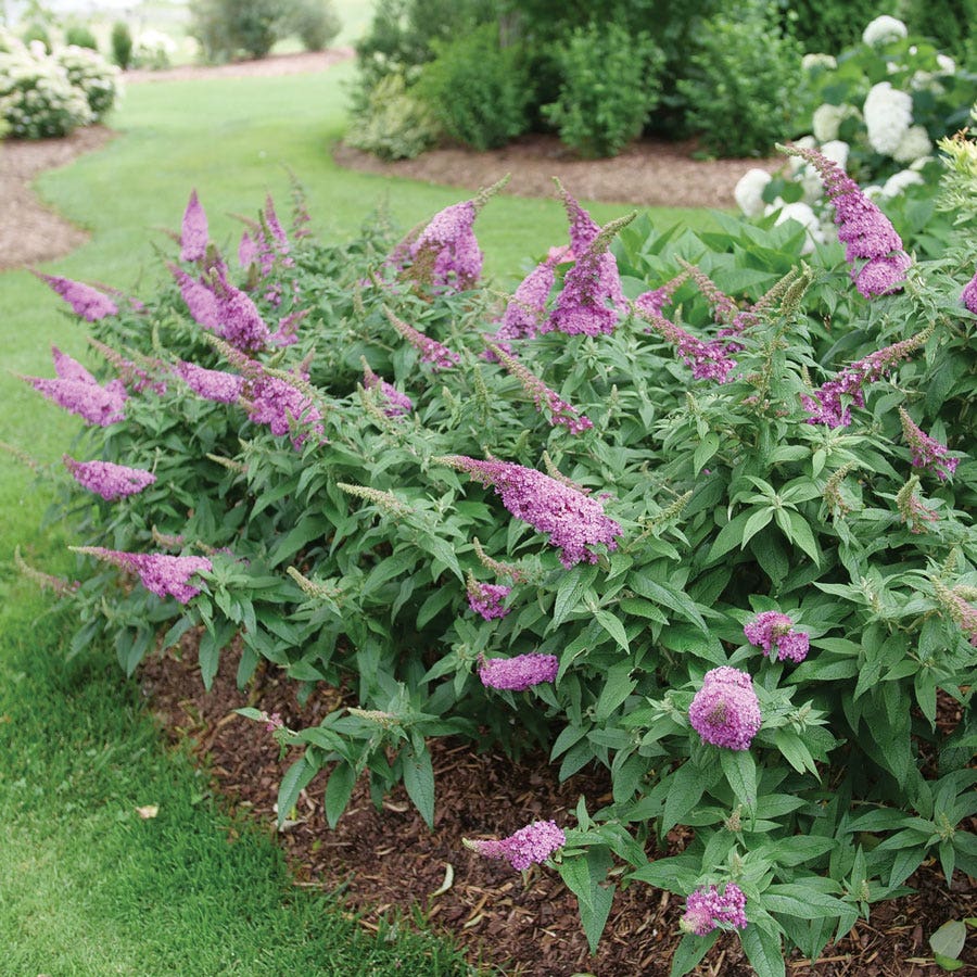 Buddleia Pugster Pinker™ Butterfly Bush