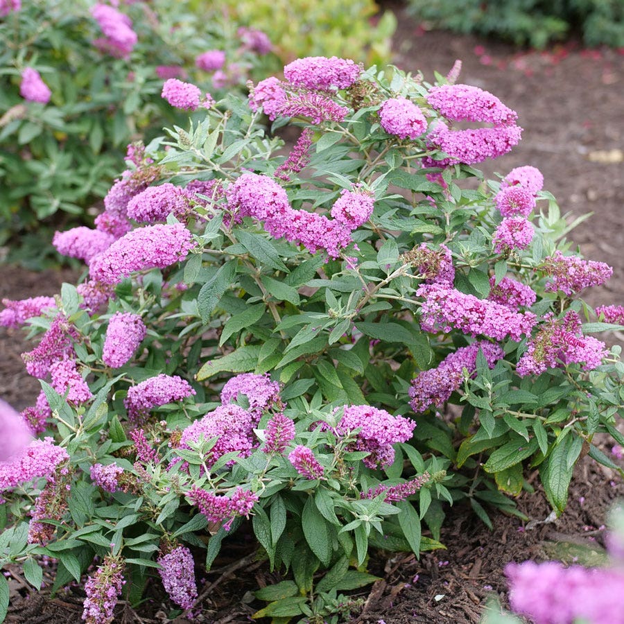 Buddleia Pugster Pinker™ Butterfly Bush