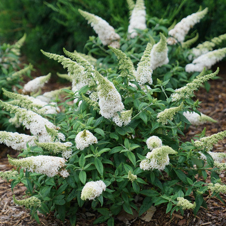 Buddleia Pugster White® Butterfly Bush