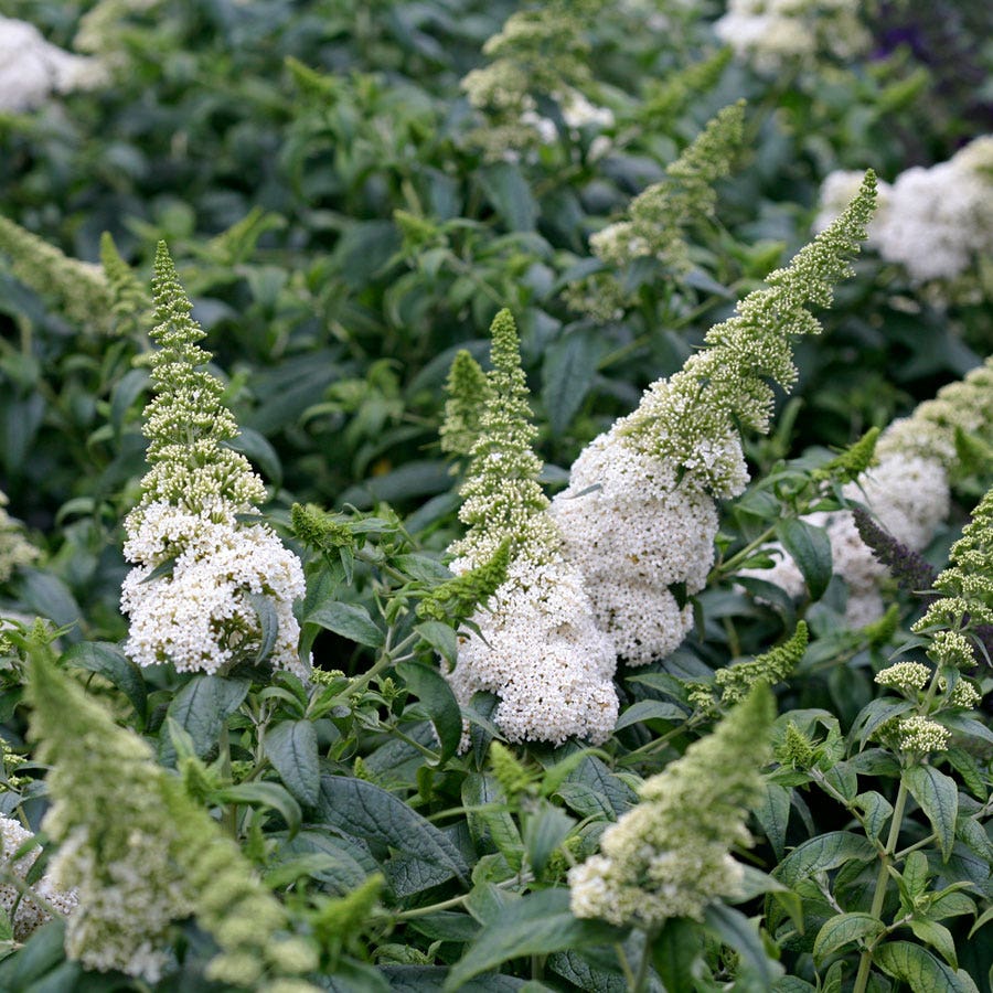 Buddleia Pugster White® Butterfly Bush