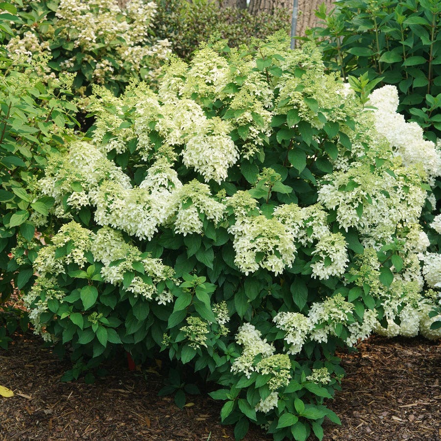 Hydrangea Quick Fire Fab® Panicle Hydrangea