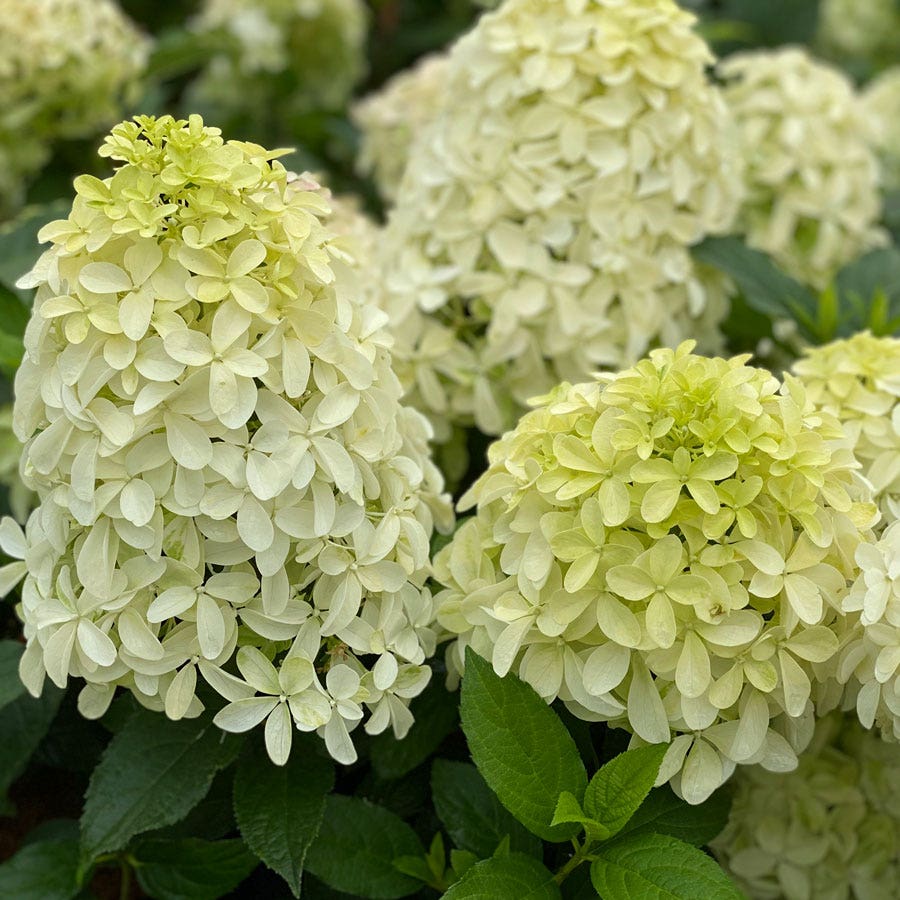 Hydrangea Quick Fire Fab® Panicle Hydrangea