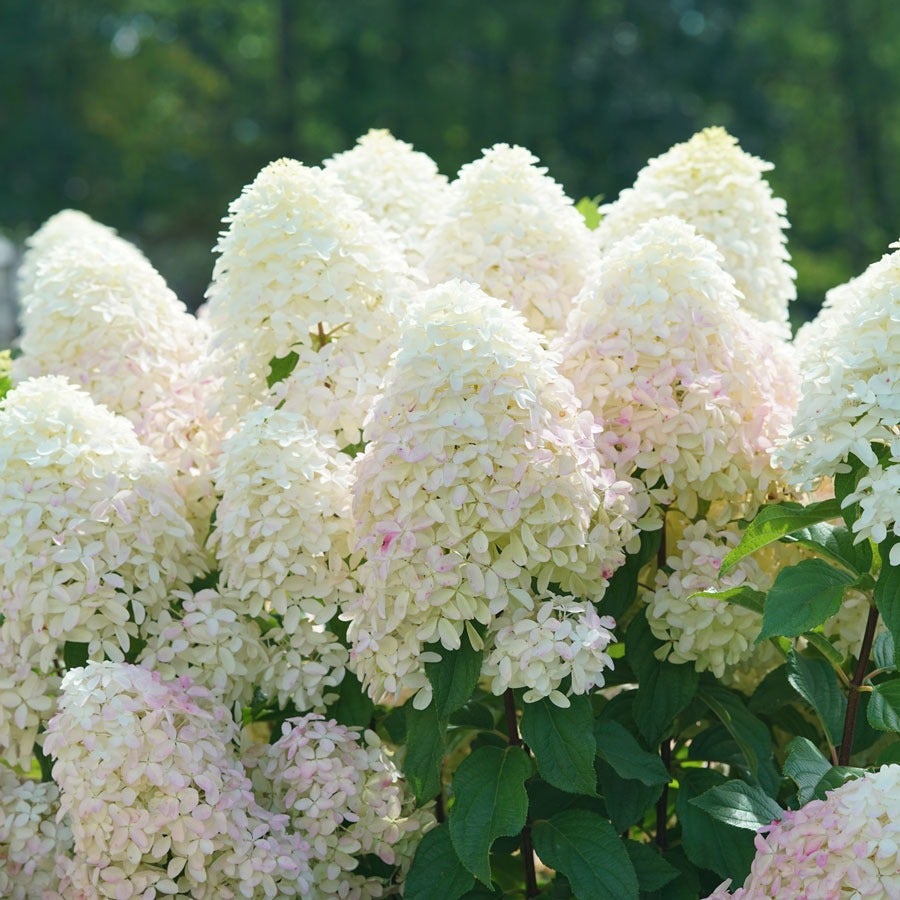 Hydrangea Quick Fire Fab® Panicle Hydrangea