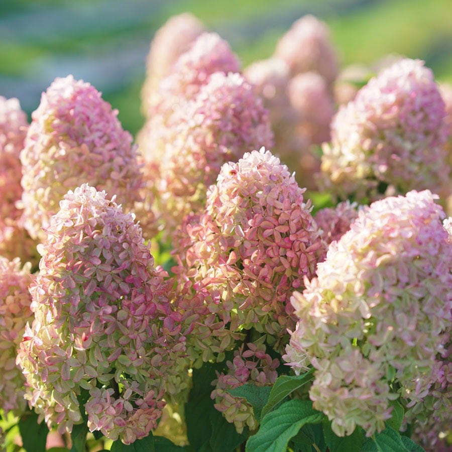Hydrangea Quick Fire Fab® Panicle Hydrangea