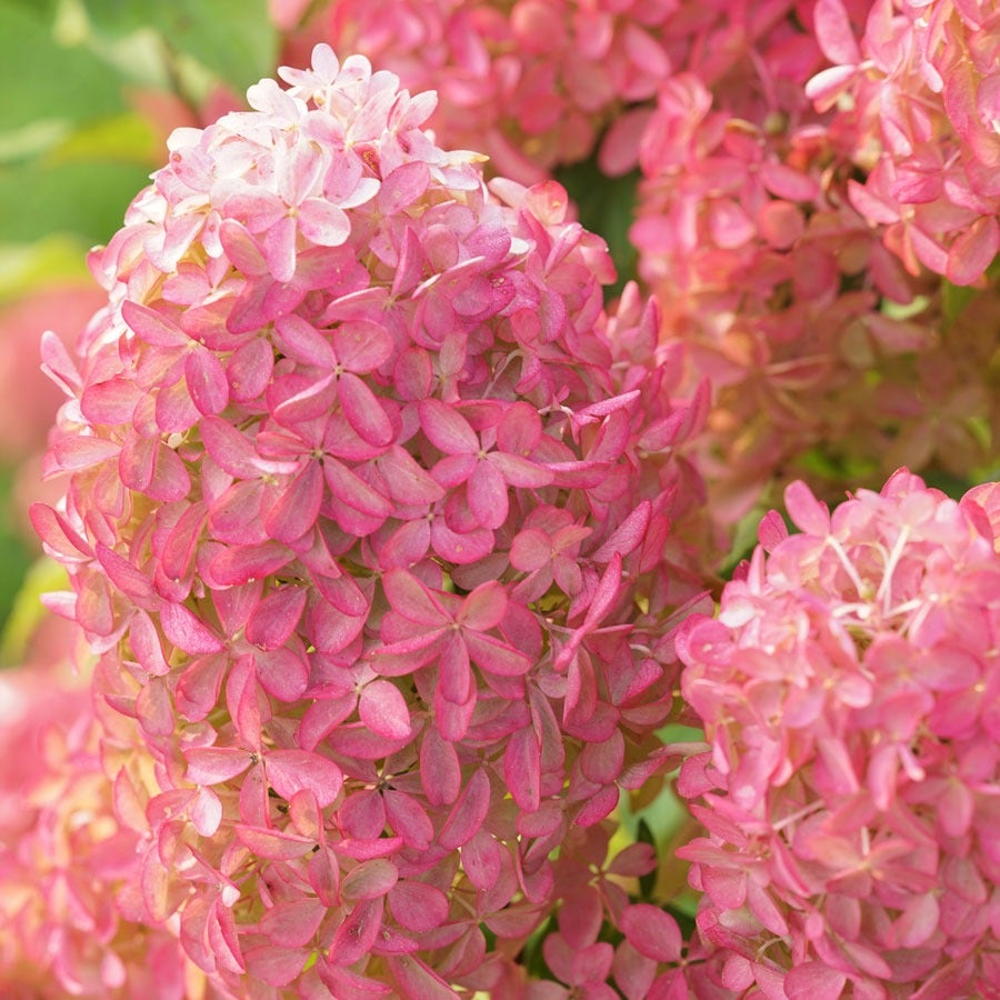Hydrangea Quick Fire Fab® Panicle Hydrangea