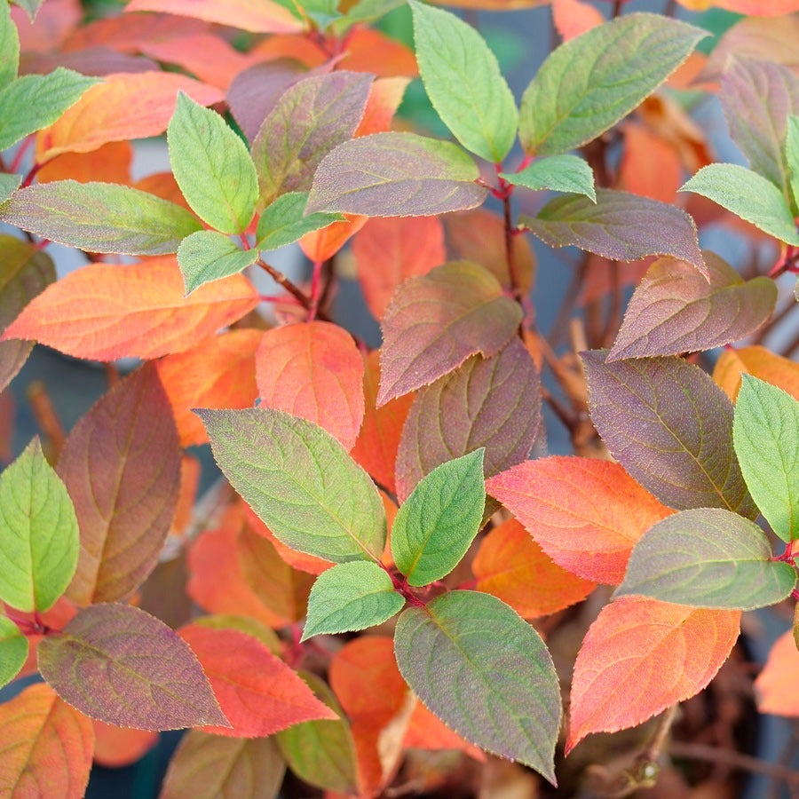 Hydrangea Quick Fire Fab® Panicle Hydrangea