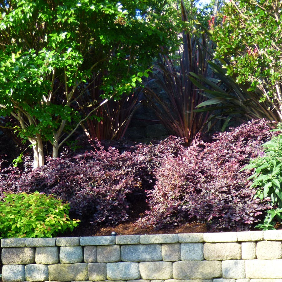 Loropetalum Jazz Hands Mini® Chinese Fringe Flower