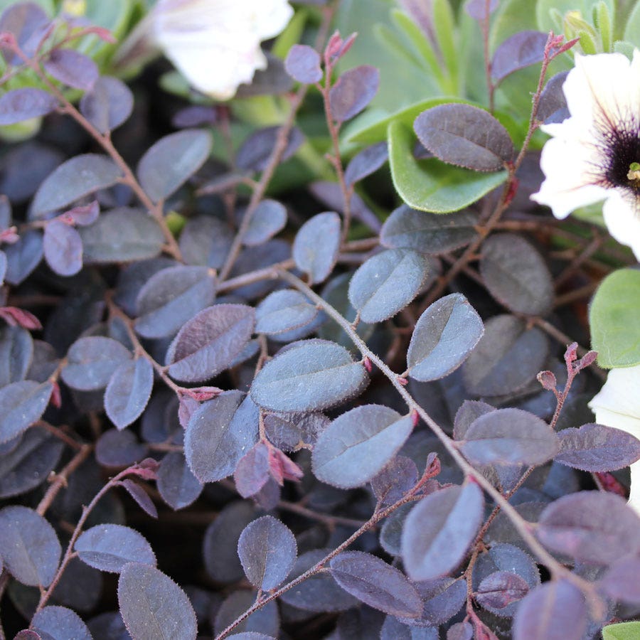 Loropetalum Jazz Hands Mini® Chinese Fringe Flower