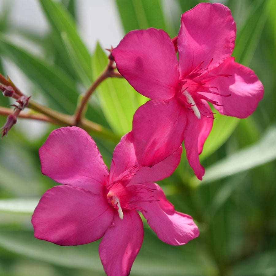 Nerium Austin Pretty Limits® Oleander