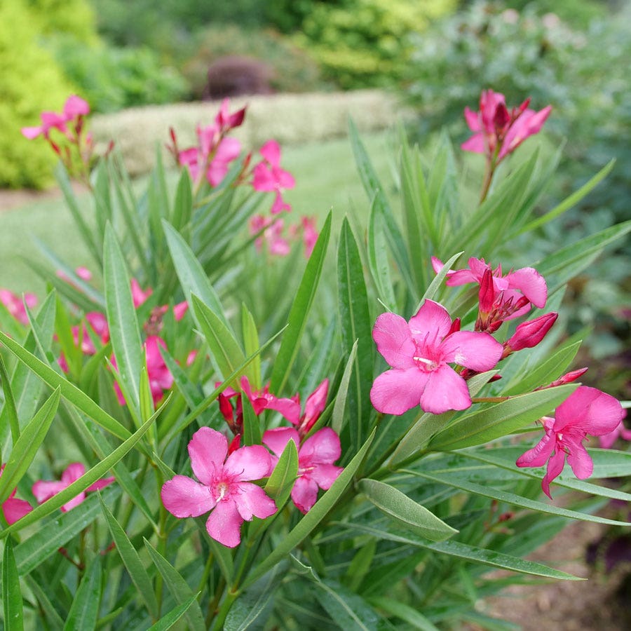 Nerium Austin Pretty Limits® Oleander