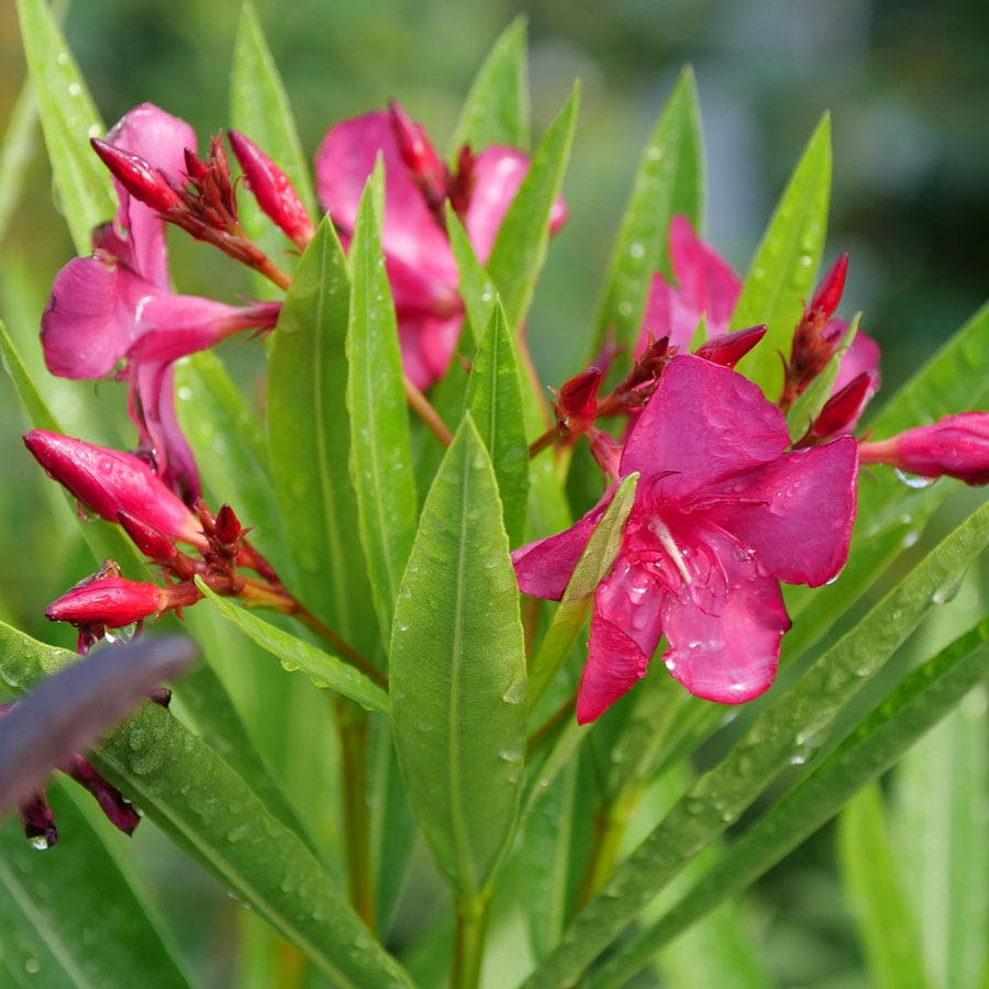 Nerium Austin Pretty Limits® Oleander