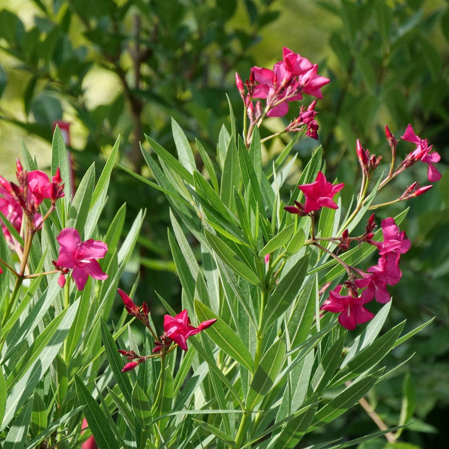 Nerium Austin Pretty Limits® Oleander