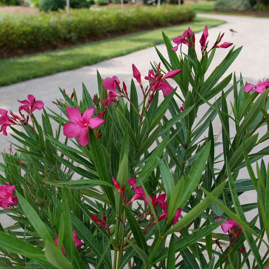 Nerium Austin Pretty Limits® Oleander