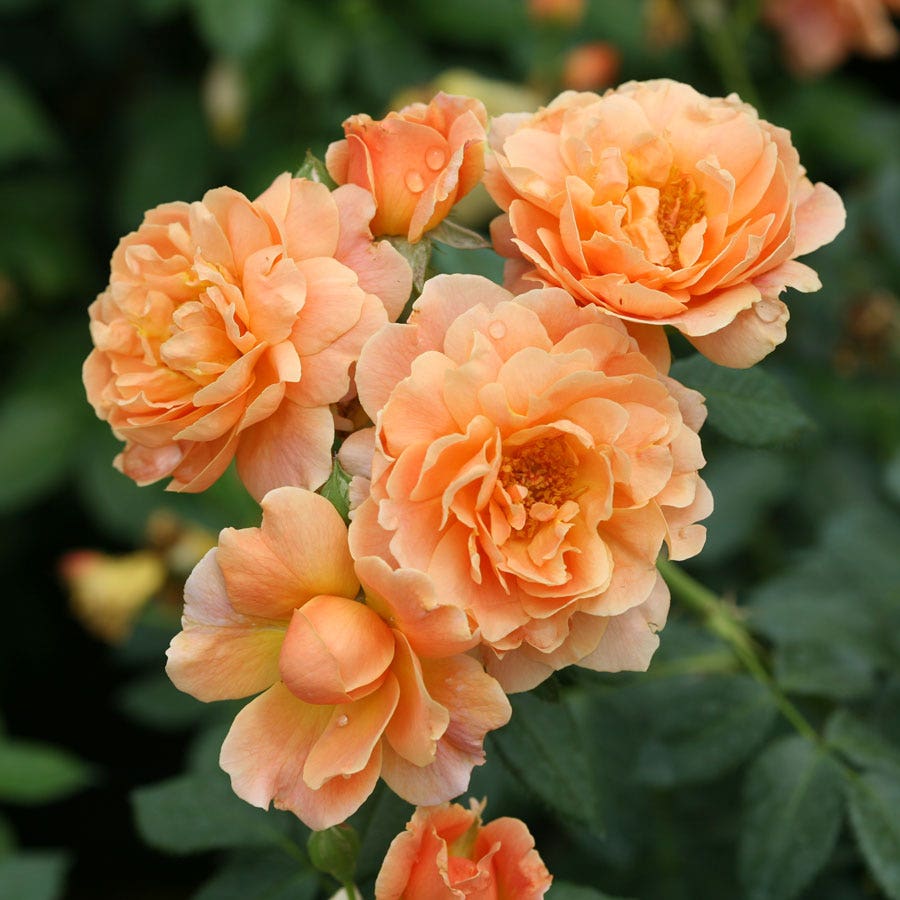 Rosa At Last™ Rose