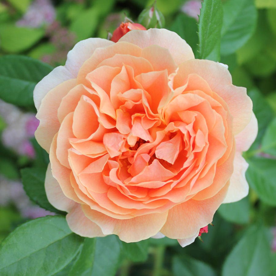 Rosa At Last™ Rose