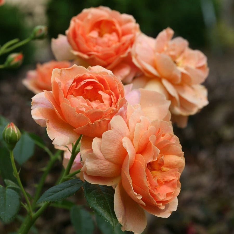 Rosa At Last™ Rose