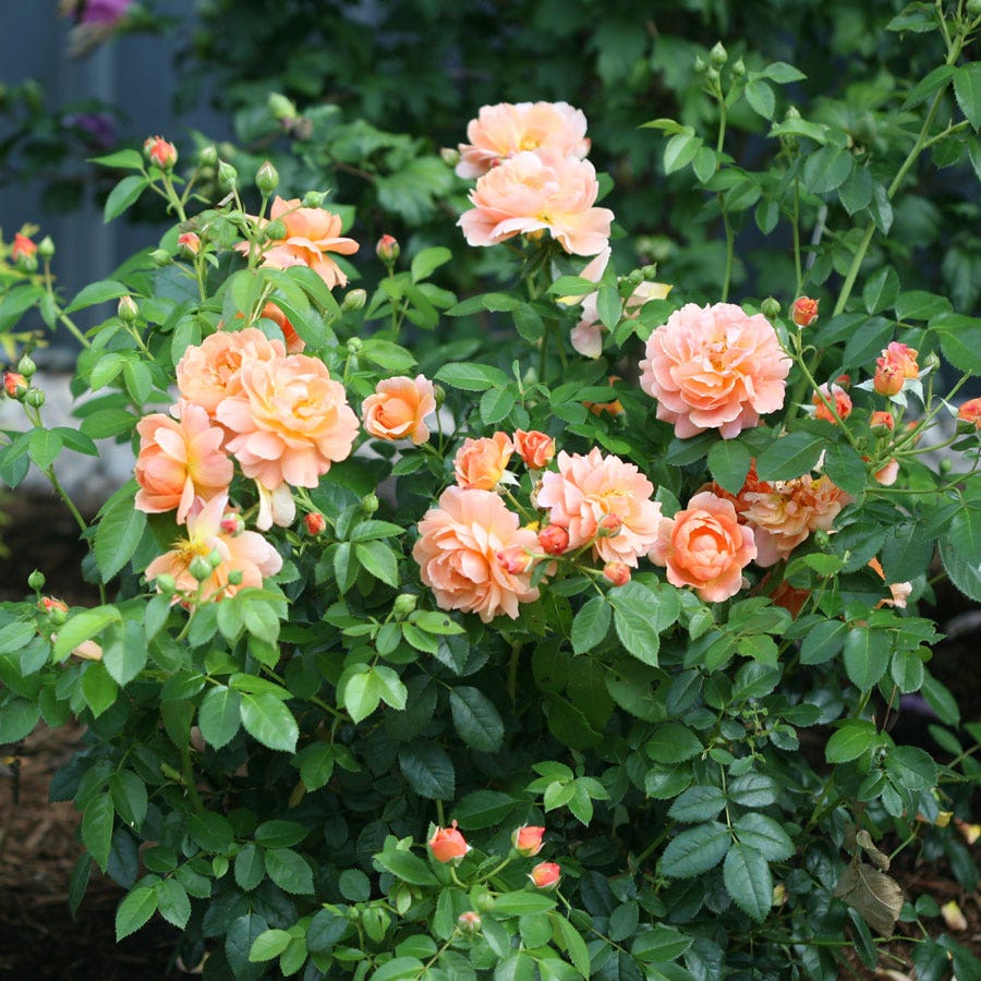 Rosa At Last™ Rose