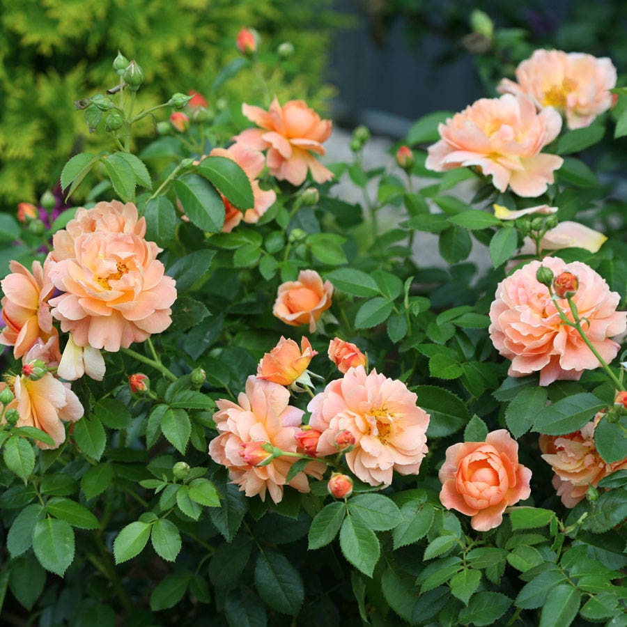 Rosa At Last™ Rose