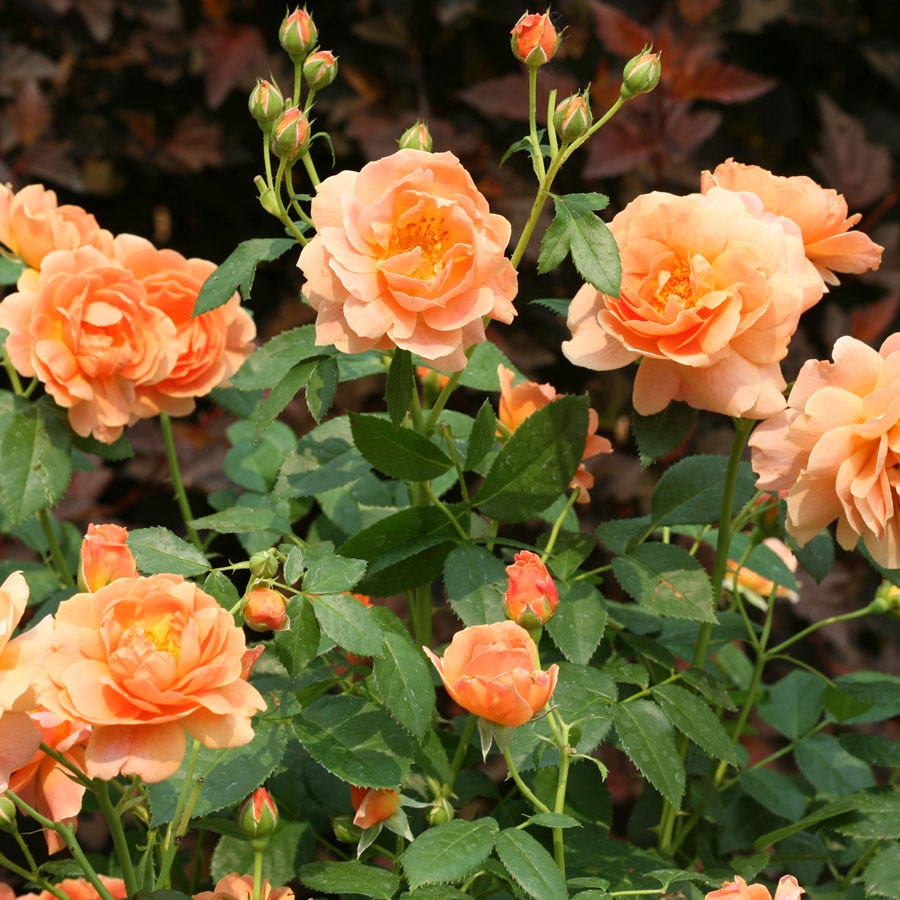 Rosa At Last™ Rose