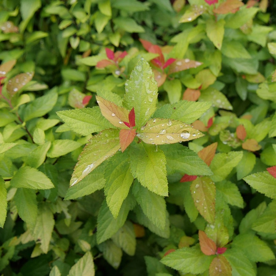 Spiraea Double Play® Candy Corn®