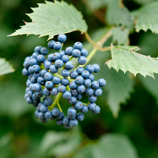 Viburnum Blue Muffin® Arrowwood