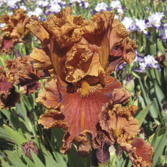 Iris Chestnuts Roasting Bearded Iris