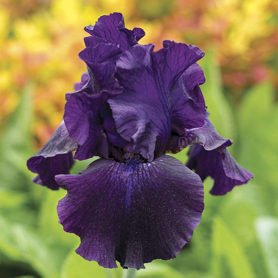 Iris Ozark Rebounder Reblooming Bearded Iris