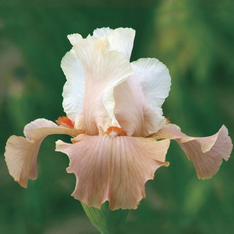 Iris Struck Twice Reblooming Bearded Iris