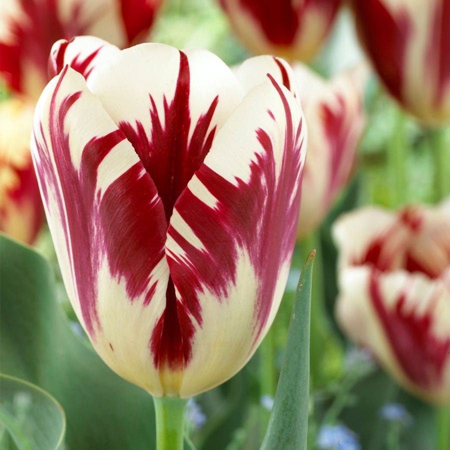 Tulipa Grand Perfection Tulip Bulbs