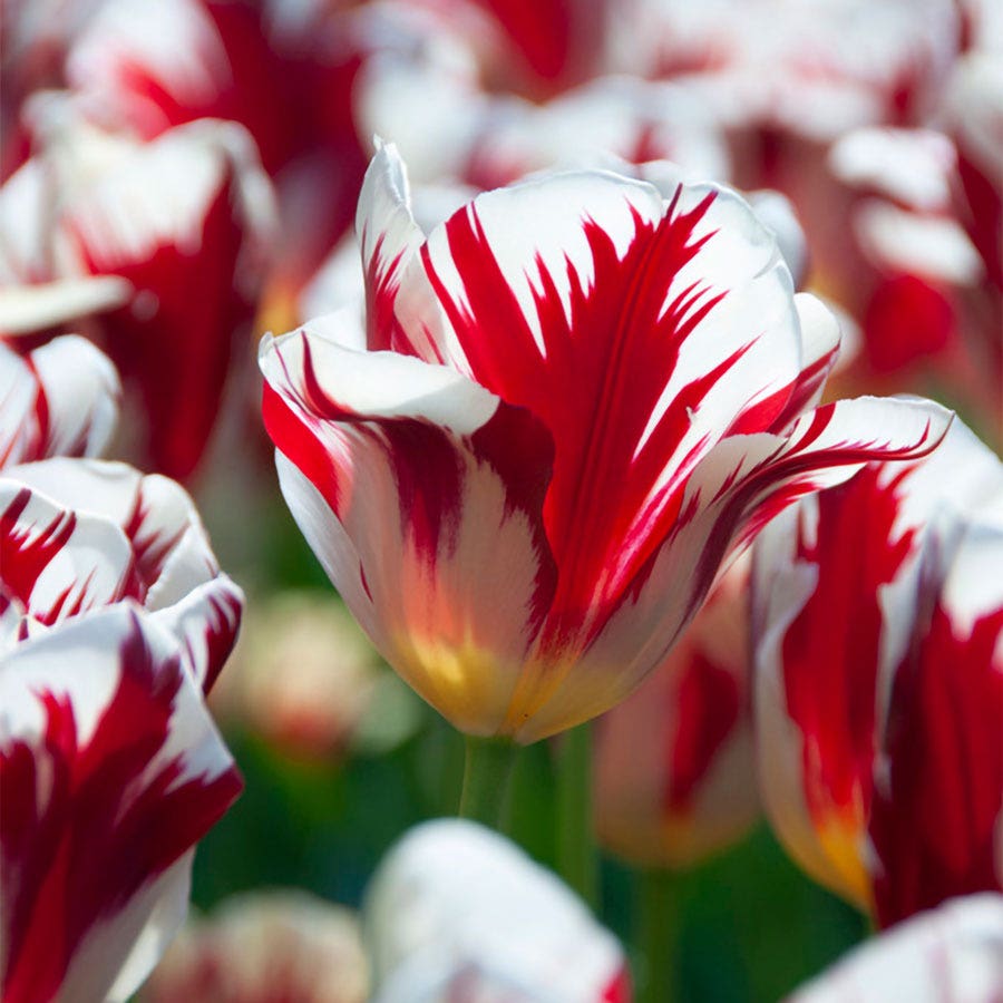 Tulipa Grand Perfection Tulip Bulbs