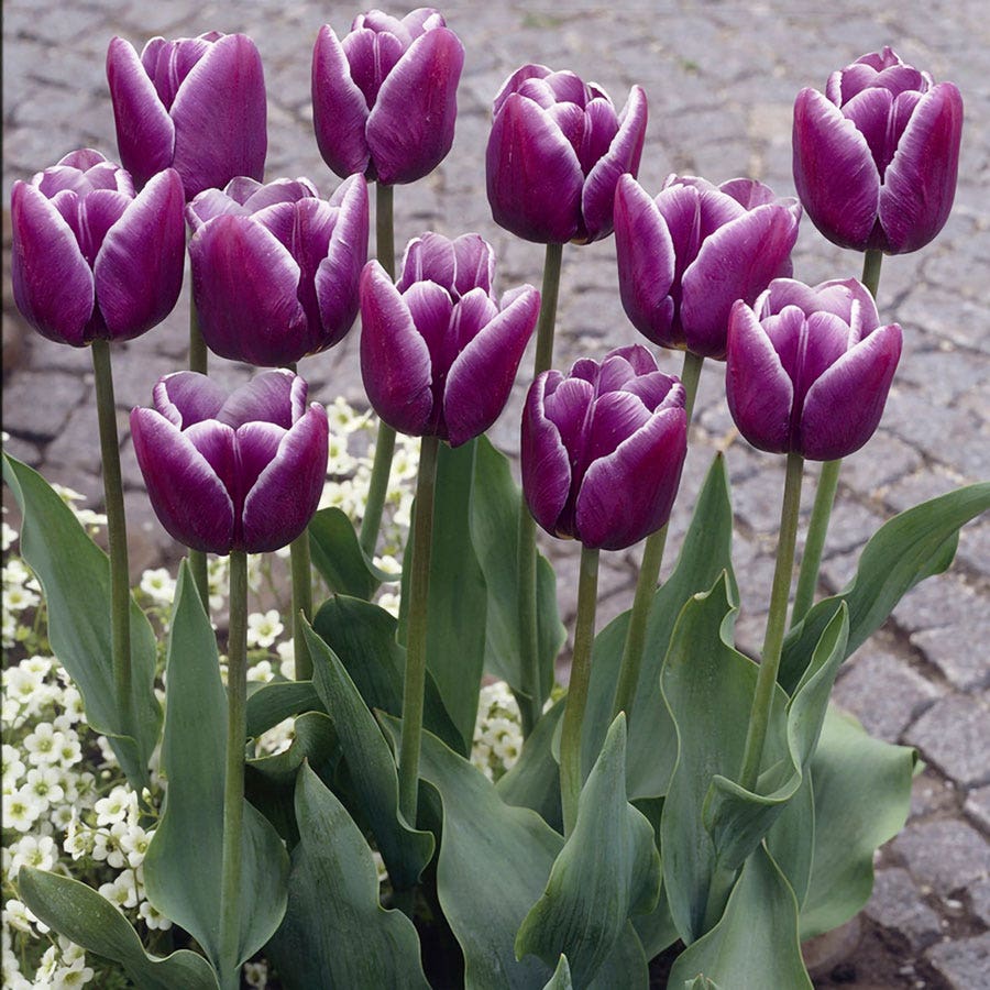 Tulipa Arabian Mystery Tulip Bulbs