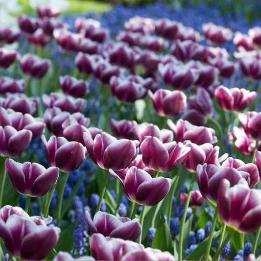 Tulipa Arabian Mystery Tulip Bulbs