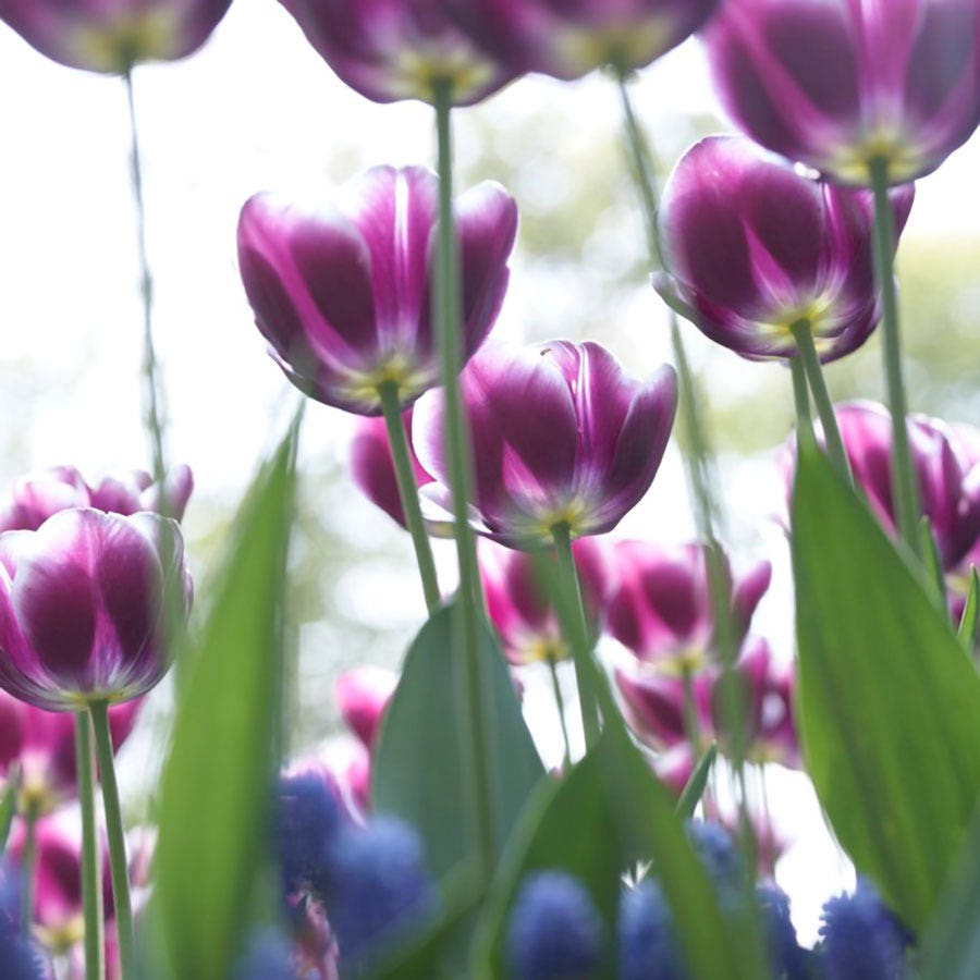 Tulipa Arabian Mystery Tulip Bulbs