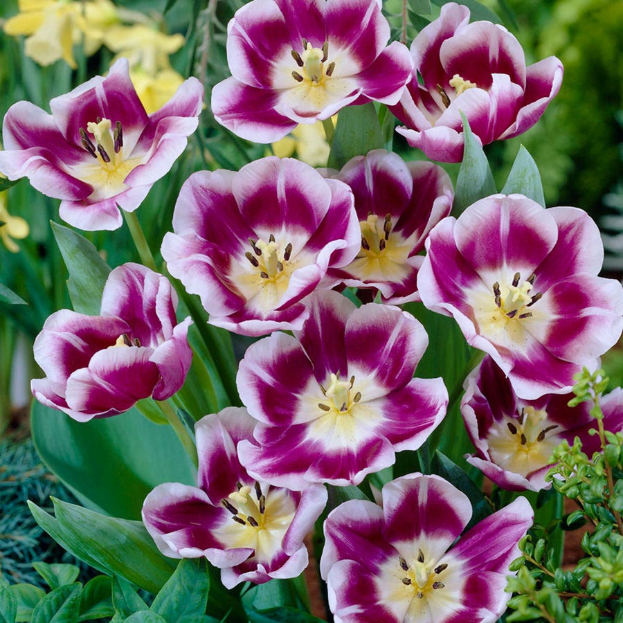 Tulipa Arabian Mystery Tulip Bulbs