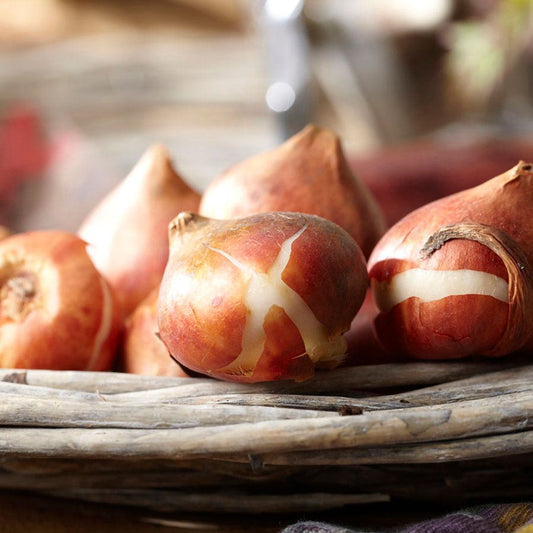 Tulipa Orange Juice Tulip Bulbs
