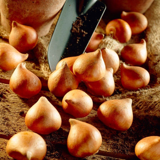 Tulipa Perennial Mix Tulip Bulbs