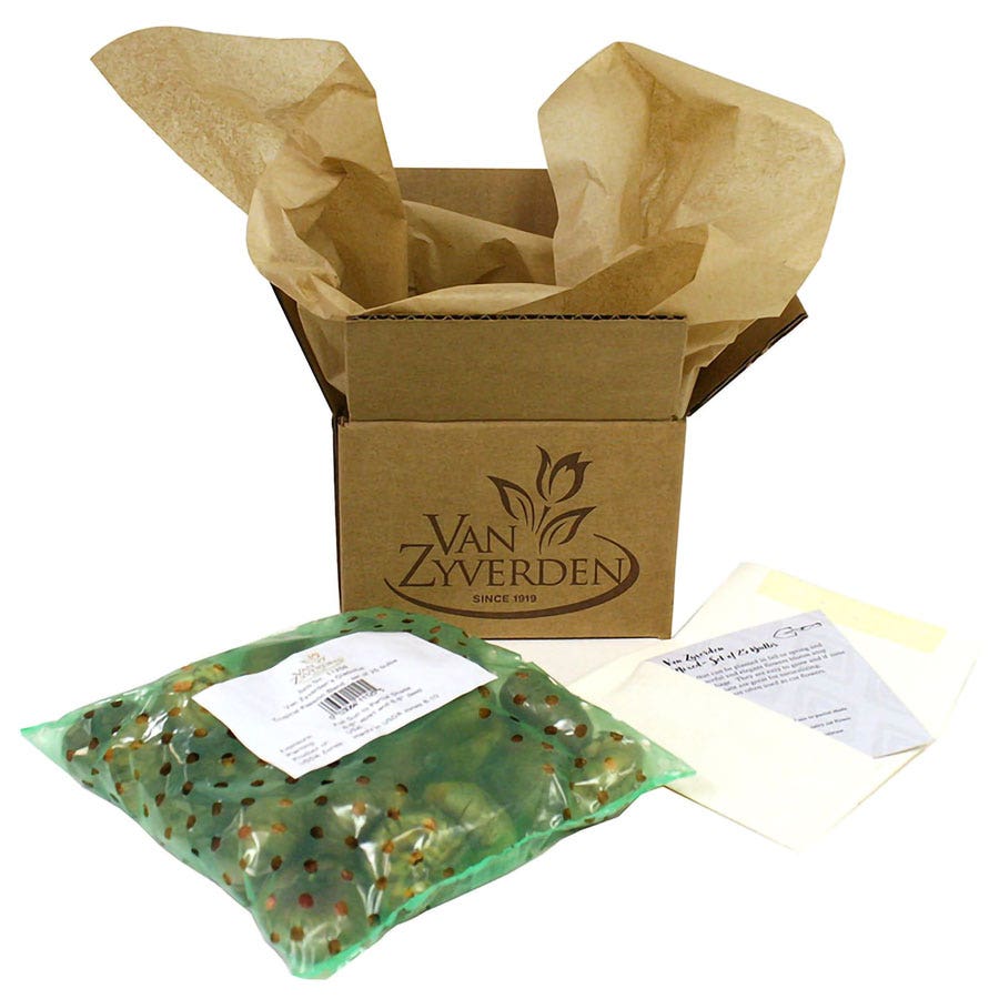 Narcissus Art Perfume Daffodil Bulbs