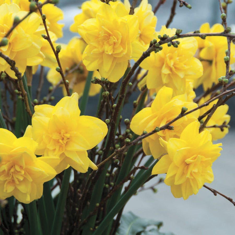 Narcissus Golden Ducat Daffodil Bulbs