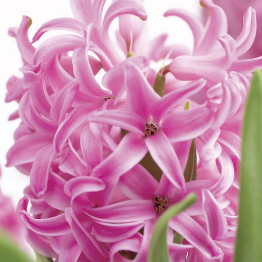 Hyacinthus Pink Pearl Hyacinth Bulbs