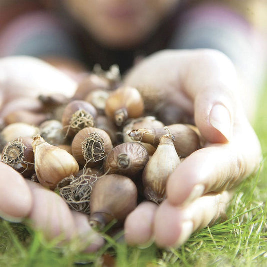 Eranthis Winter Aconite Bulbs