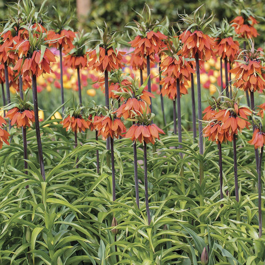 Fritillaria 'Rubra' Crown Imperial Bulbs