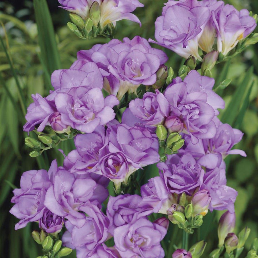 double lavender plant Freesia Double Blooming Lavender Bulbs | Bulb