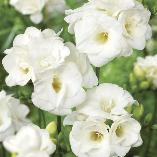 Freesia Double Blooming White Bulbs