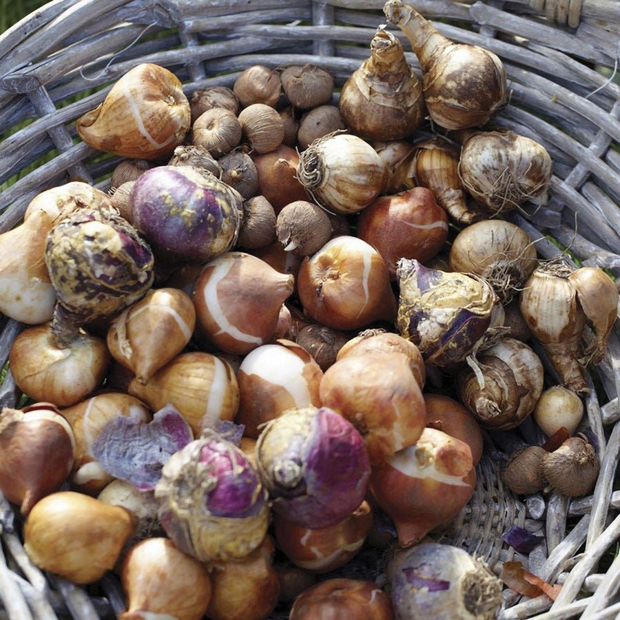 Dutch Bulb Garden in a Bag